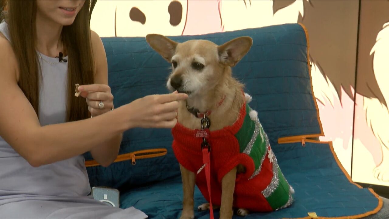 Pet Tuesday: Adopt Lucy! An Elderly Gal Searching For A Home For The Holidays